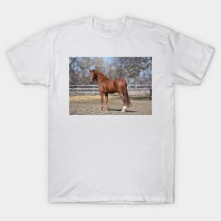 Ridley T-Shirt